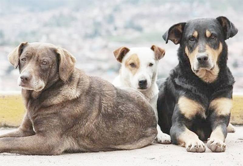 Από επισκέπτες τα αδέσποτα σκυλιά, σύμφωνα με τον αντιδήμαρχο Καλαμάτας Γιώργο Φάβα (βίντεο)