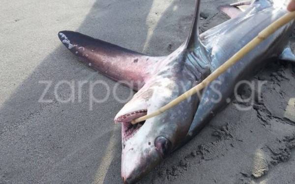 Καρχαρίας τριών μέτρων ξεβράστηκε στην Κρήτη (Φωτογραφίες)