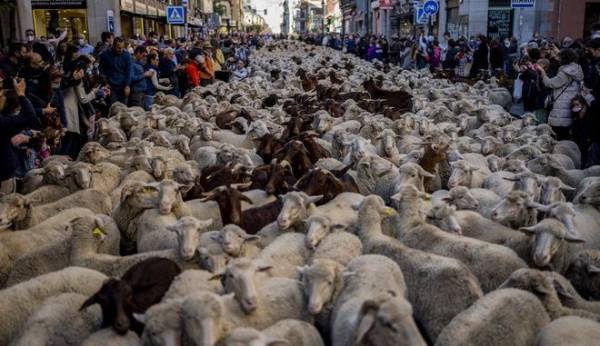 Ισπανία: Χιλιάδες πρόβατα στους δρόμους της Μαδρίτης!