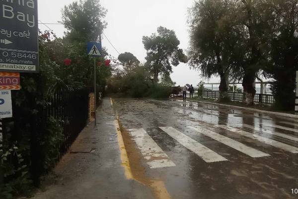 Διεκόπη η κυκλοφορία στη Μικρή Μαντίνεια: Έπεσε δέντρο στο δρόμο