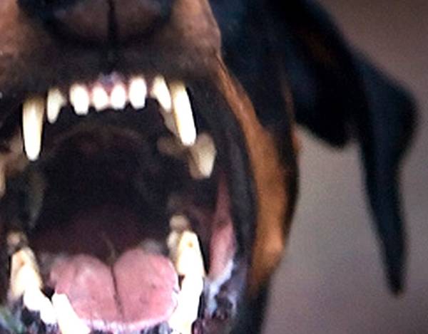 Αλλους τρεις δάγκωσε ο σκύλος στην Ανω πόλη Κυπαρισσίας