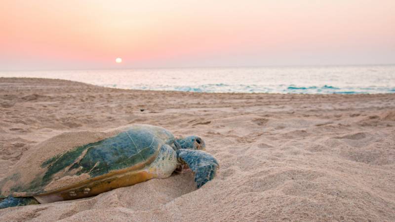 Νεκρή εντοπίστηκε σε παραλία της Ξάνθης χελώνα καρέτα - καρέτα