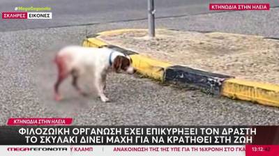 Ηλεία: Άγνωστος βασάνισε και κακοποίησε αδέσποτο σκυλάκι (Βίντεο)