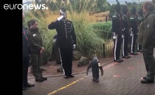 Ο... πιγκουίνος σερ Νιλς Όλαφ προήχθη σε ταξίαρχο στον Ζωολογικό Κήπο του Εδιμβούργου