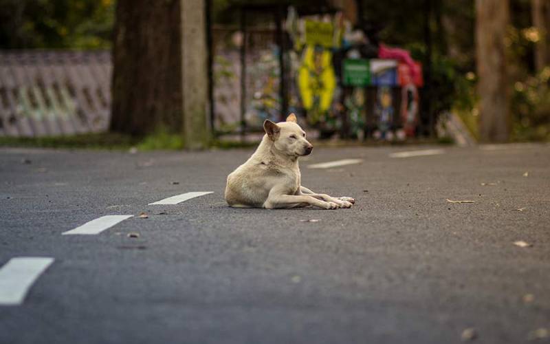 Αλυτο πρόβλημα οι συνεχείς επιθέσεις από αδέσποτα σκυλιά στη Θεσσαλονίκη