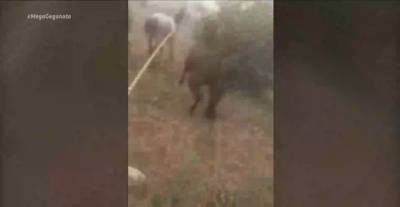 Κορινθία: Οι δραματικές ώρες της φωτιάς στα Γεράνεια – Συγκλονιστική μαρτυρία 3 αδερφών (βίντεο)