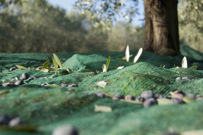 Ελιά, όπως Ελλάδα, Μεσόγειος, Κόσμος…