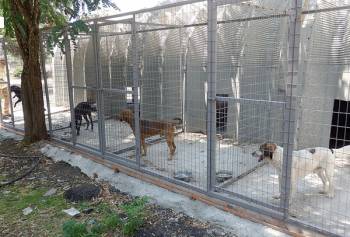 Σε λειτουργία η μονάδα φιλοξενίας αδέσποτων στην Καλαμάτα