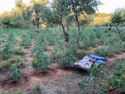 Φυτεία με 640 δένδρα χασίς στον Ταΰγετο