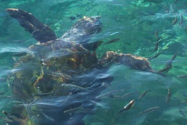 Οι θαλάσσιες χελώνες εκπέμπουν SOS - Η σχέση τους με τον άνθρωπο
