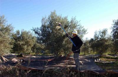 Προχωρούν οι ψεκασμοί δακοκτονίας στη Μεσσηνία