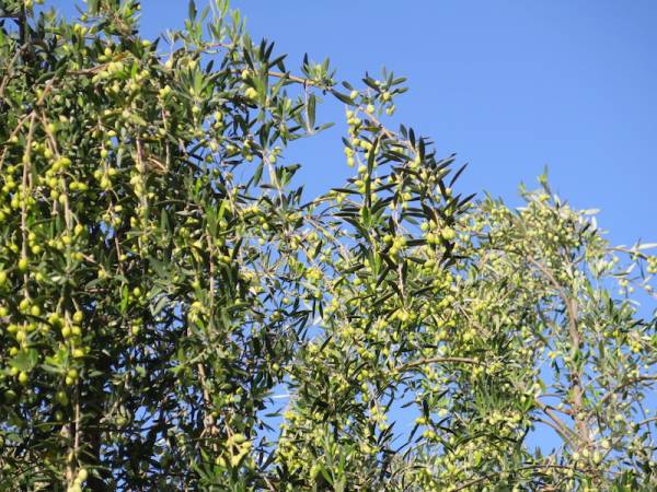Καλαμάτα: Καρατόμησαν ελαιόδενδρα για να τα κάνουν καυσόξυλα