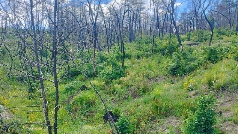 Σύμφωνα με έρευνα - Τα παιδιά που γεννιούνται σήμερα στην Ευρώπη θα βιώσουν περισσότερα χρόνια με ακραίο κίνδυνο πυρκαγιών