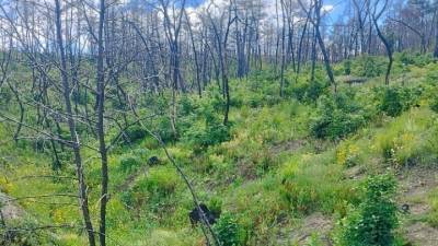 Σύμφωνα με έρευνα - Τα παιδιά που γεννιούνται σήμερα στην Ευρώπη θα βιώσουν περισσότερα χρόνια με ακραίο κίνδυνο πυρκαγιών