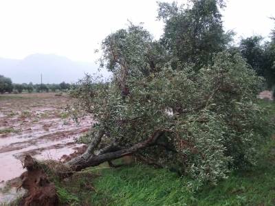 Μεγάλες ζημιές σε καλλιέργειες από ανεμοστρόβιλο και χαλάζι στην Τριφυλία (φωτογραφίες)