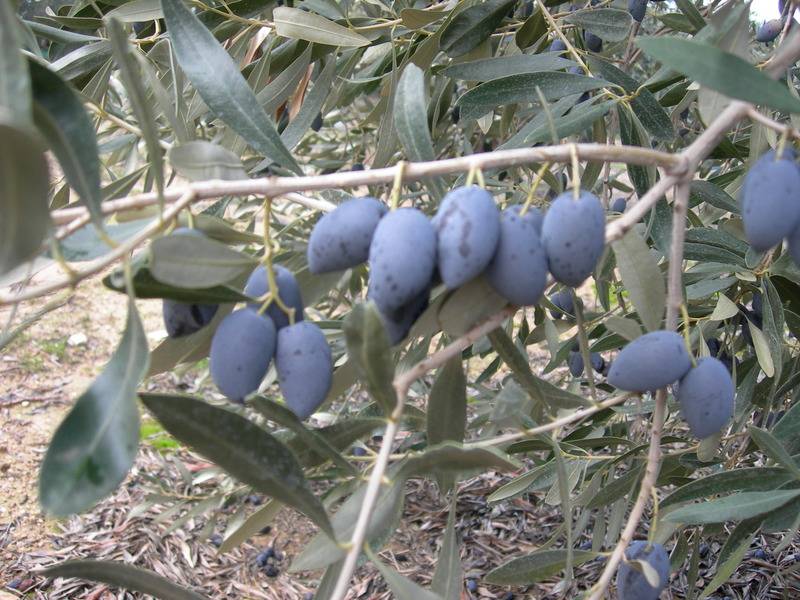 Πρόταση για ΠΓΕ Kalamata Olives
