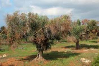 Η ενημέρωση μοναδική  ασπίδα προστασίας των ελαιοπαραγωγών