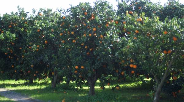 Ελαιόλαδο Μεσσηνίας, πορτοκάλια Λακωνίας και αγκινάρα Αργολίδας στην ΕΡΤ2