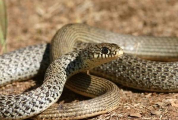 Λάρισα: Φίδι δάγκωσε 60χρονη στην αυλή του σπιτιού της