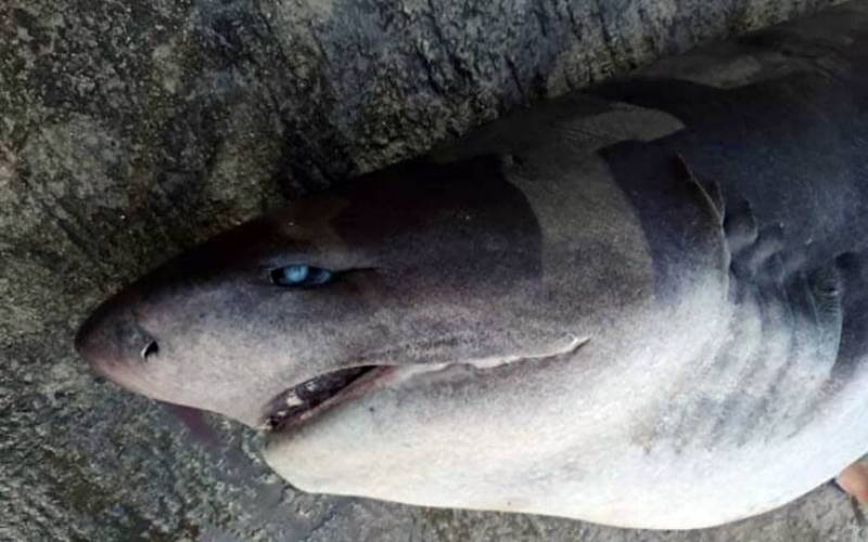 Πάτρα: Ψαράδες έβγαλαν καρχαρία στη στεριά με γερανό (Βίντεο)