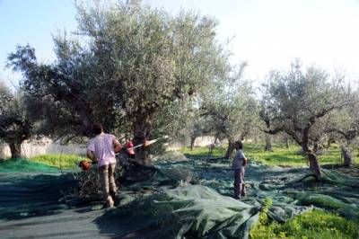 3,70 ευρώ το κιλό η τιμή του ελαιόλαδου 