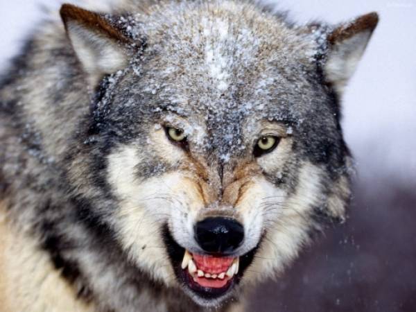 Λύκοι επιτίθενται σε κυνηγόσκυλα στον Εβρο