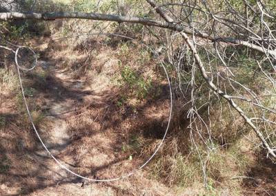 Παράνομο κυνήγι αγριογούρουνου