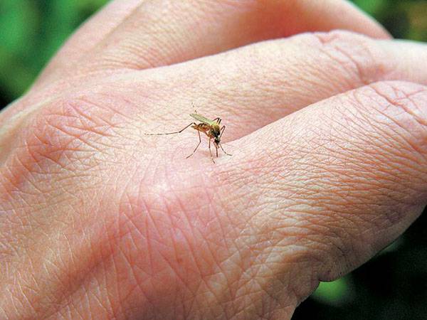 Ψεκασμοί για κουνούπια σε Καλαμάτα και Μεσσήνη 