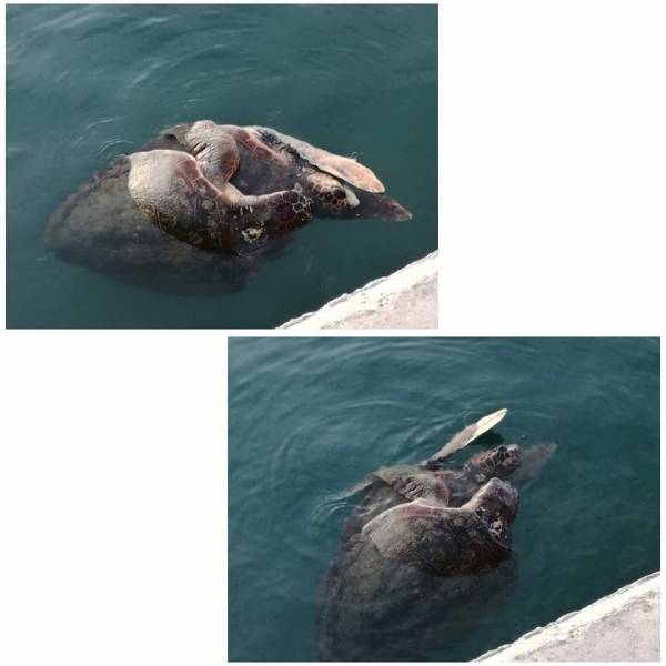 Έκλεψαν την παράσταση οι θαλάσσιες χελώνες στην Κυπαρισσία
